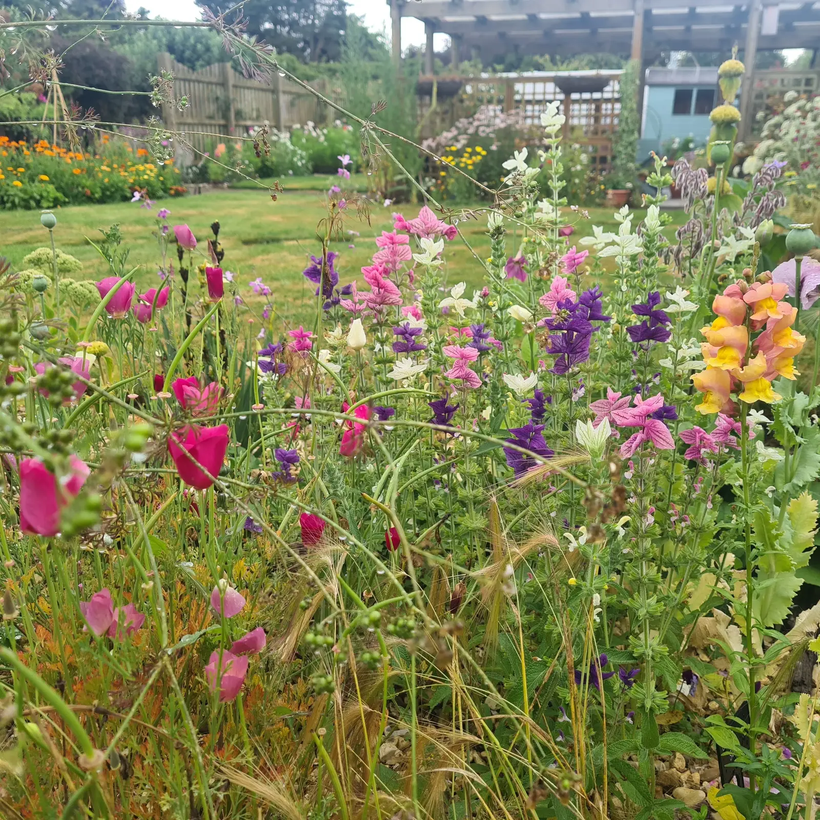 Clary sage, california poppies and self seeded snapdragons thrive amongst the grasses. 